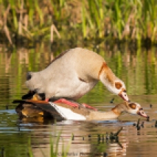 mating-egyption-geese-4