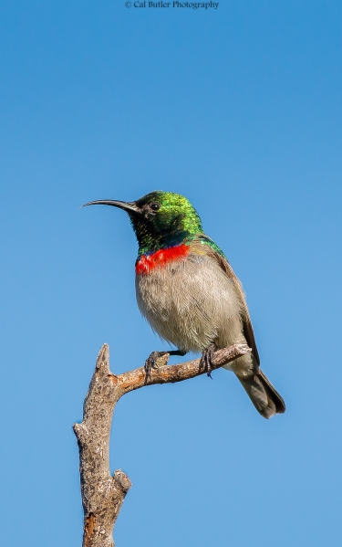 southern-double-collared-sunbird