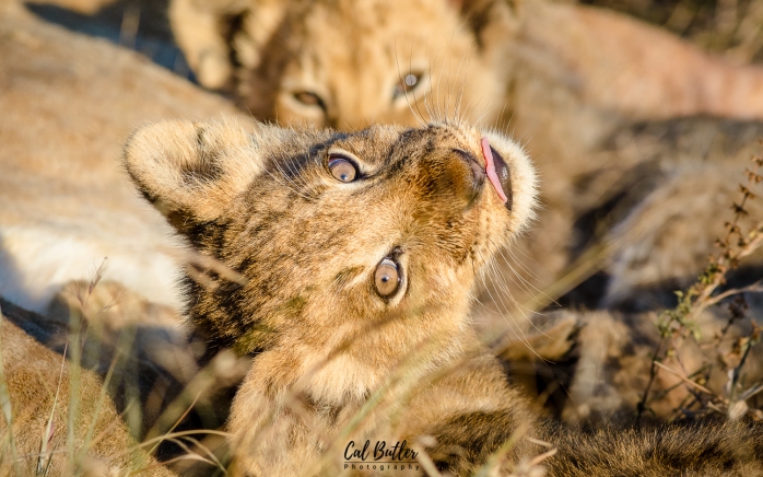 Othawa Cubs-4