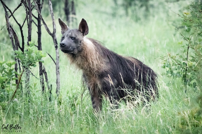 Brown Hyena-1